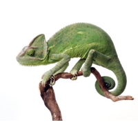 Camaleón