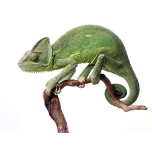 Camaleón