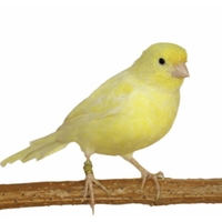 Canario