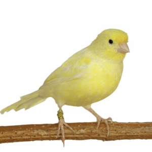 Canario