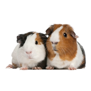 Cobaya
