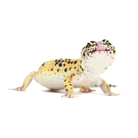 Gecko leopardo