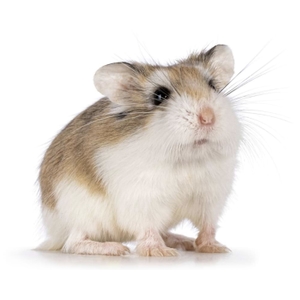 Hámster roborovski - Animal Sapiens