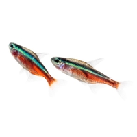 Neon Cardenal