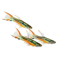 Guppy Endler