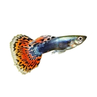 Guppy macho