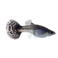Guppy hembra