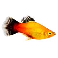 Platy
