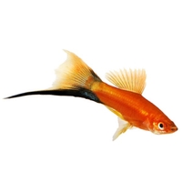 Xipho