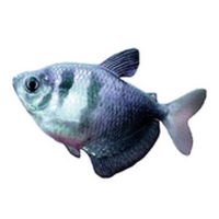 Monjita