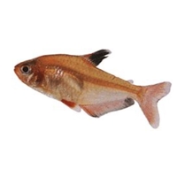 Serpae