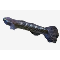 Gobio Azul
