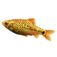 Barbo oro