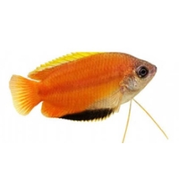 Colisa Chuna