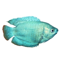 Colisa Laila