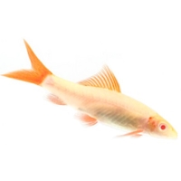 Labeo albino