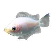 Gourami Besucon