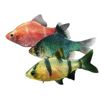 Barbo tetrazona