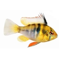Ramirezi