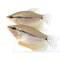 Gourami