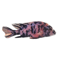 Aulonocara peacock ob