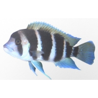 Frontosa