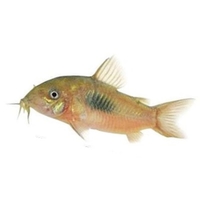 Corydora Bronce