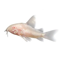 Corydora albina