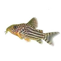 Corydora sterbai