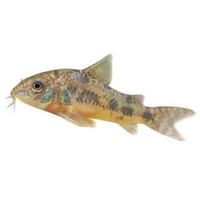 Corydora plateatus