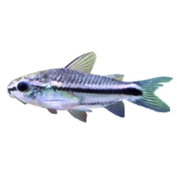 Corydora pigmea