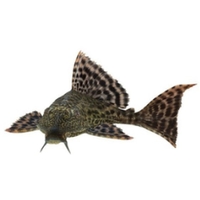 Plecostomus leopardo