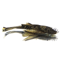 Ancistrus