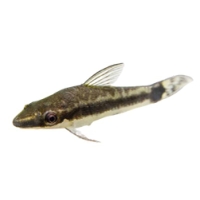 Otocinclo