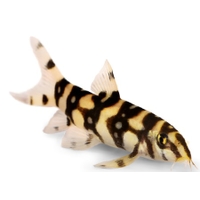 Botia Lohachata
