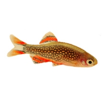 Rasbora Galaxy