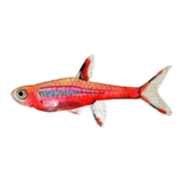 Rasbora mosquito