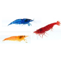 Gamba