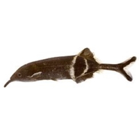 Elefante