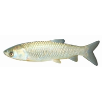 Amur comealgas
