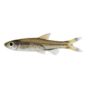 Tijerita