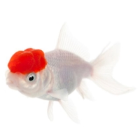 Boina roja