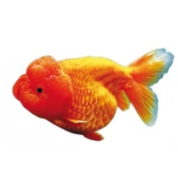 Ranchu