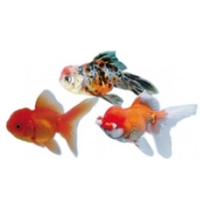 Oranda