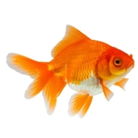 Ryukin