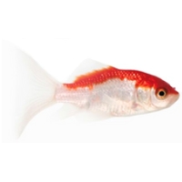 Sarasa