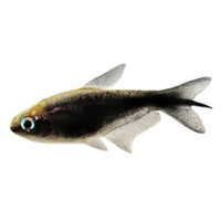 Tetra emperador