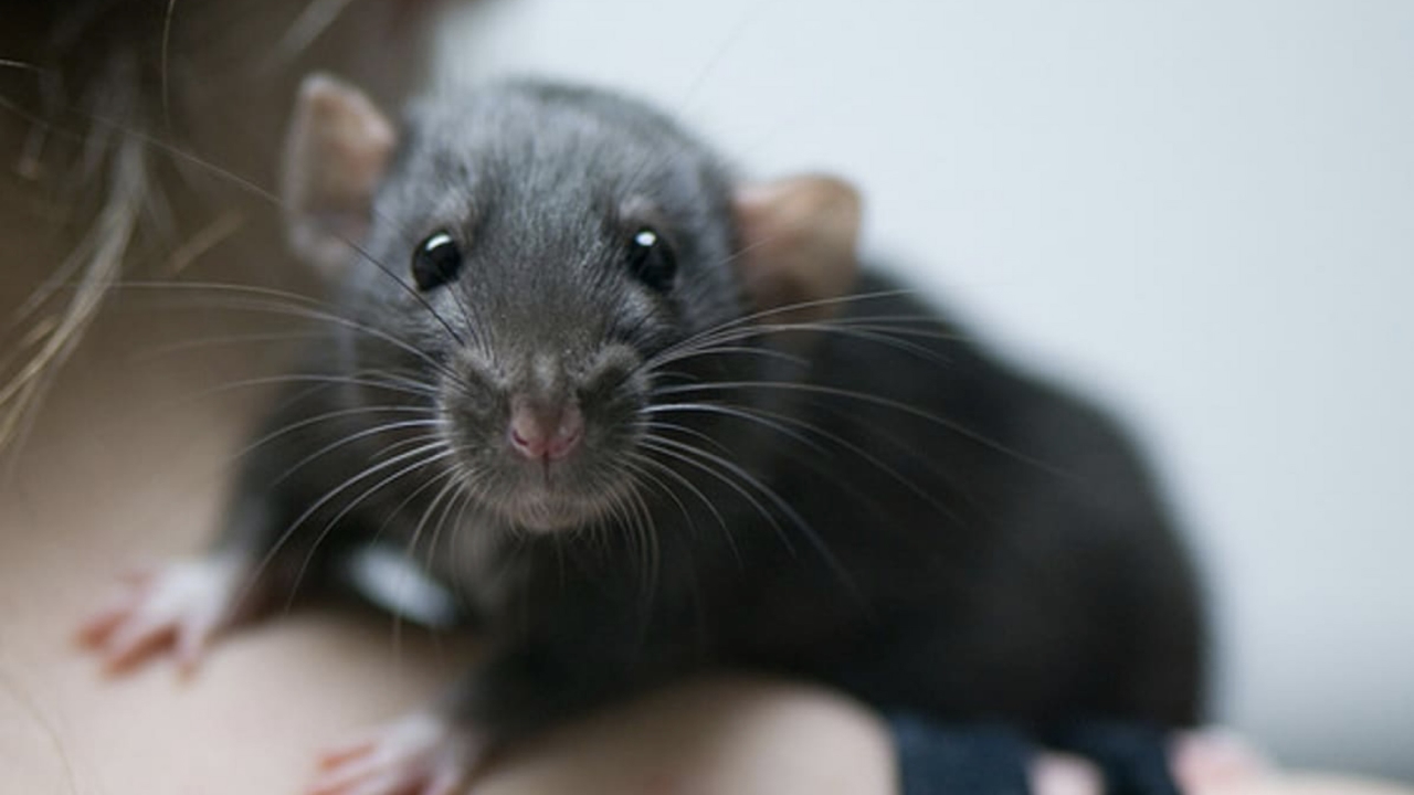 Rata - Animal Sapiens