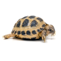 Tortuga rusa
