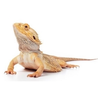 Pogona